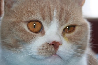 Травма глаза у животного
